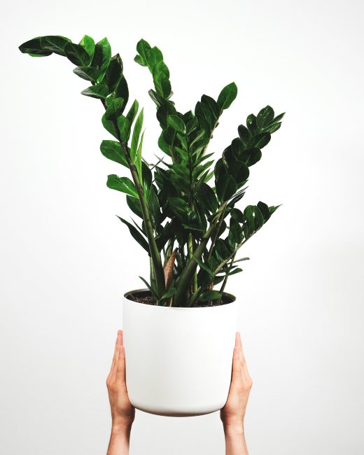Zamioculcas